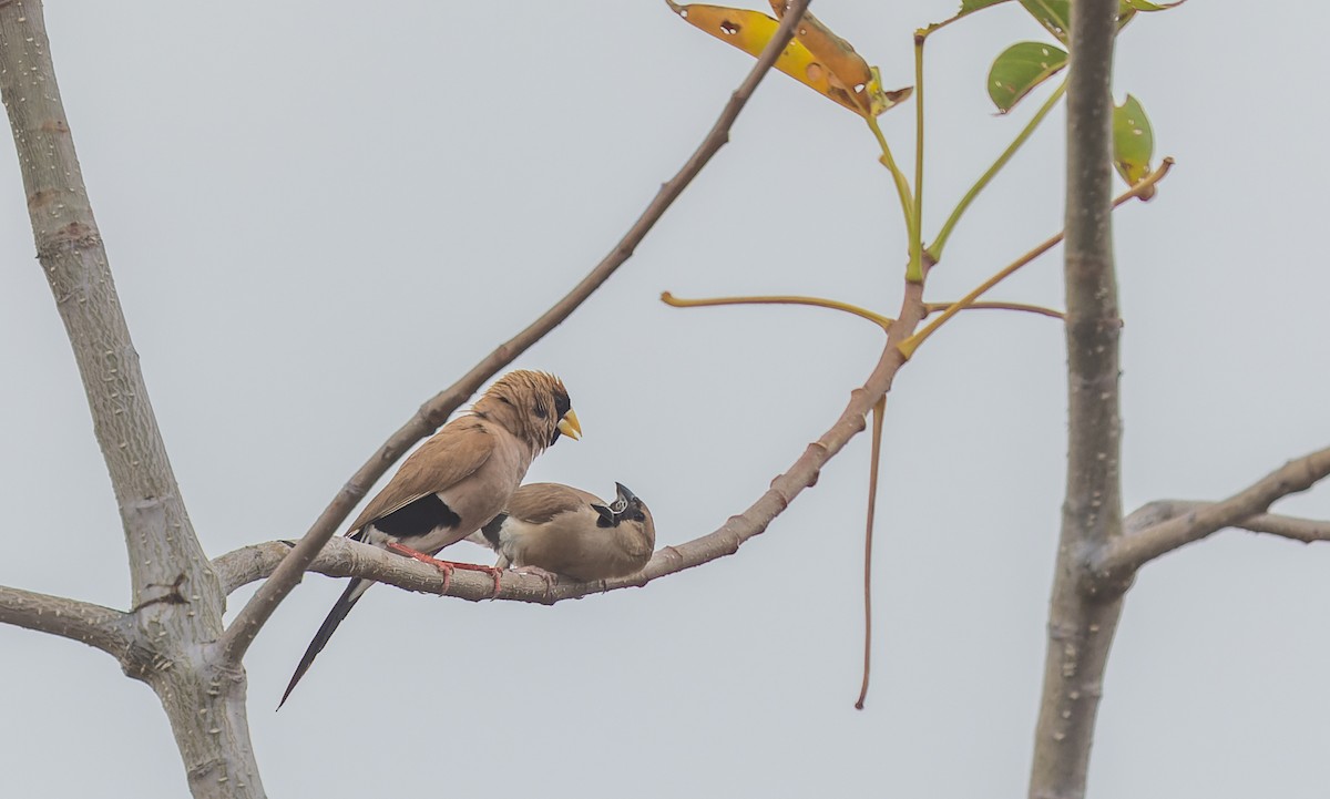 Masked Finch - ML620328175