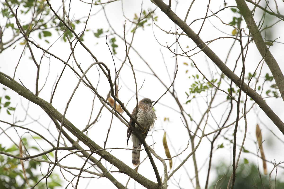 Common Hawk-Cuckoo - ML620328183