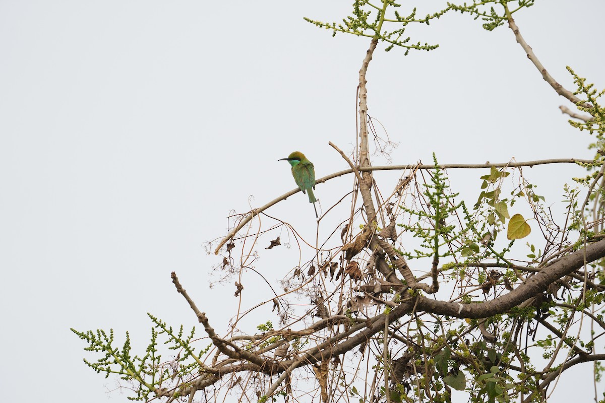Asian Green Bee-eater - ML620328187