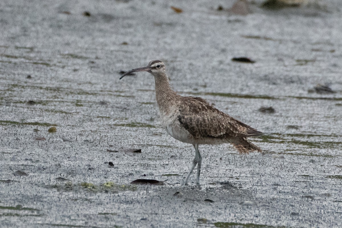 Whimbrel - ML620328195