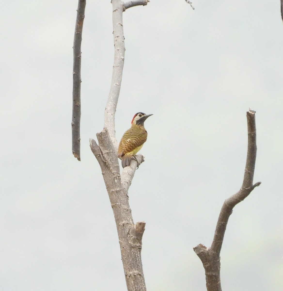 Spot-breasted Woodpecker - ML620328215
