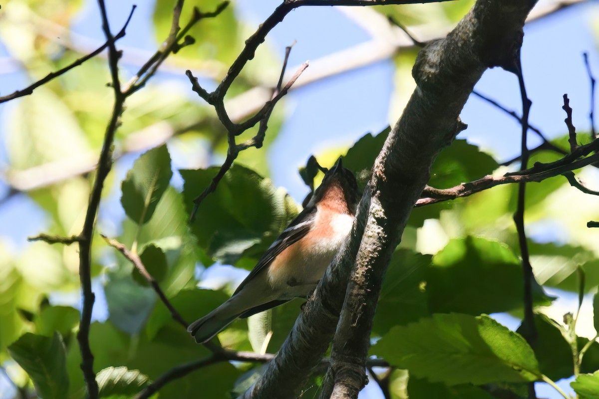 Bay-breasted Warbler - ML620328218