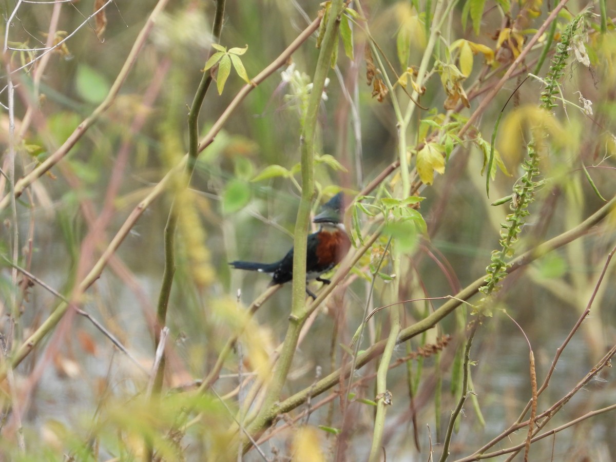 Green Kingfisher - ML620328225