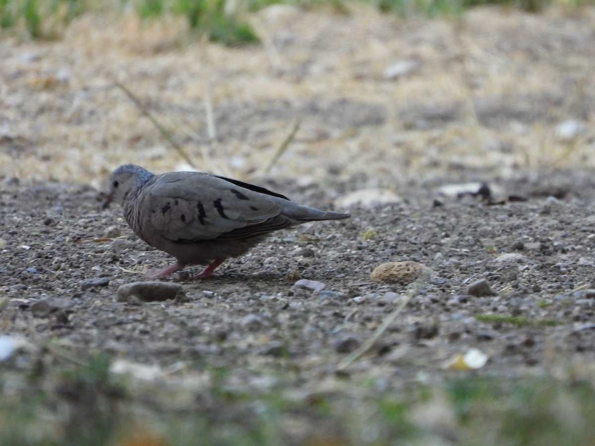 Common Ground Dove - ML620328235