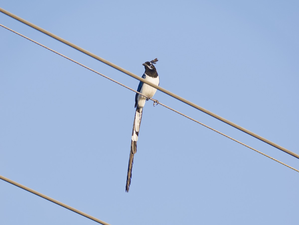 Black-throated Magpie-Jay - ML620328238