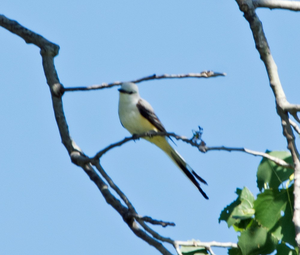 Scissor-tailed Flycatcher - ML620328246