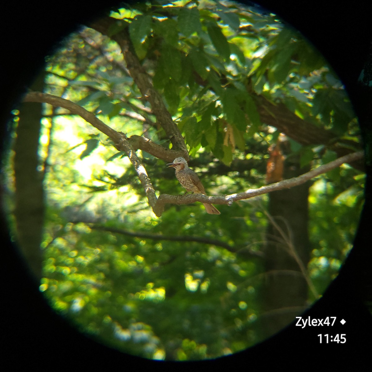 Bulbul à oreillons bruns - ML620328254