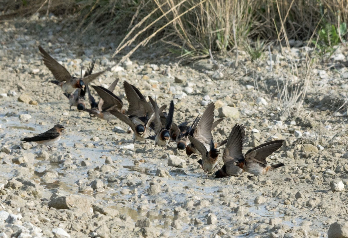 Cliff Swallow - ML620328287