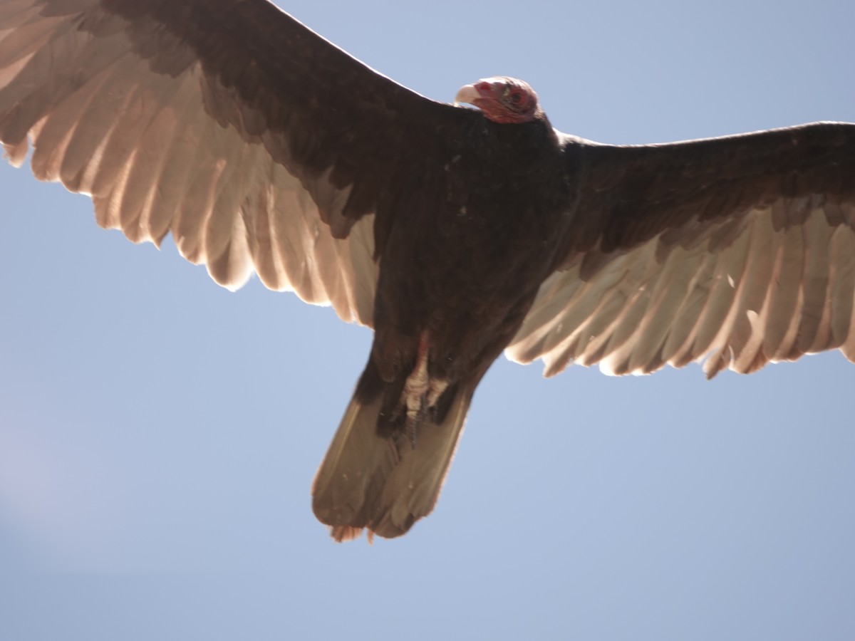 Turkey Vulture (Northern) - ML620328288
