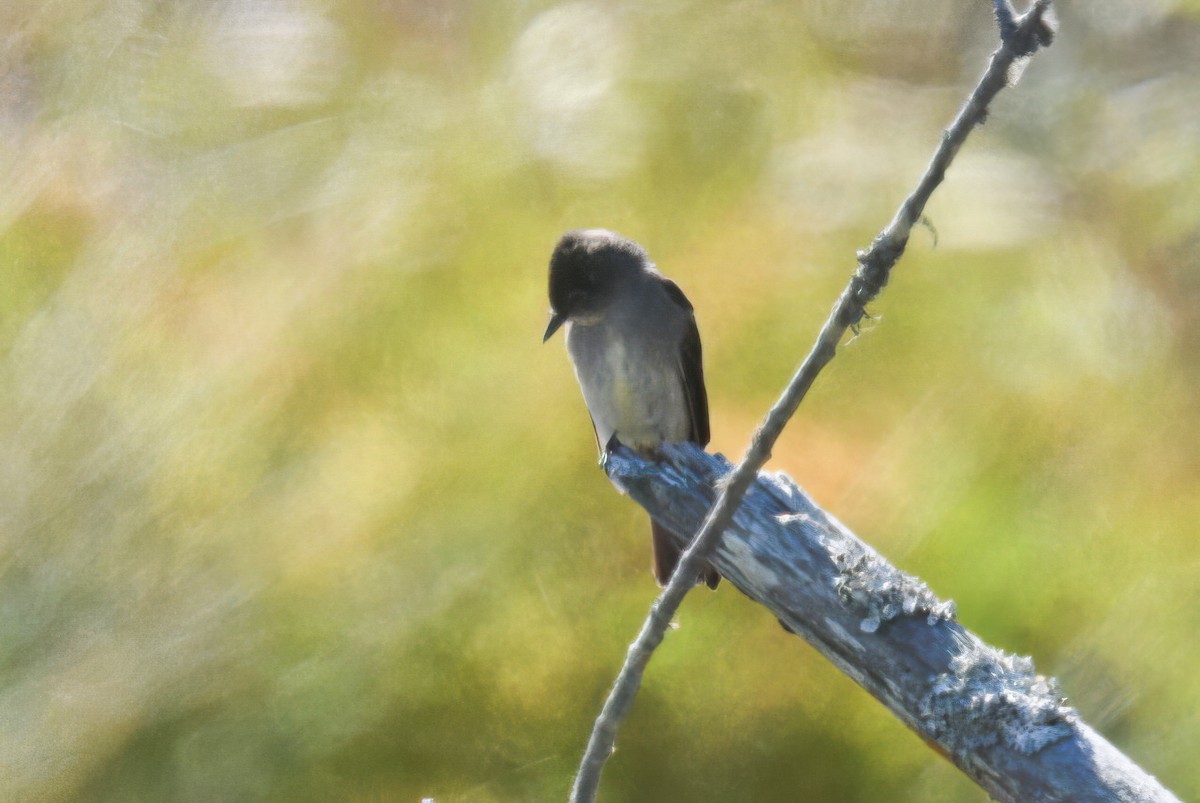 Eastern Wood-Pewee - ML620328290