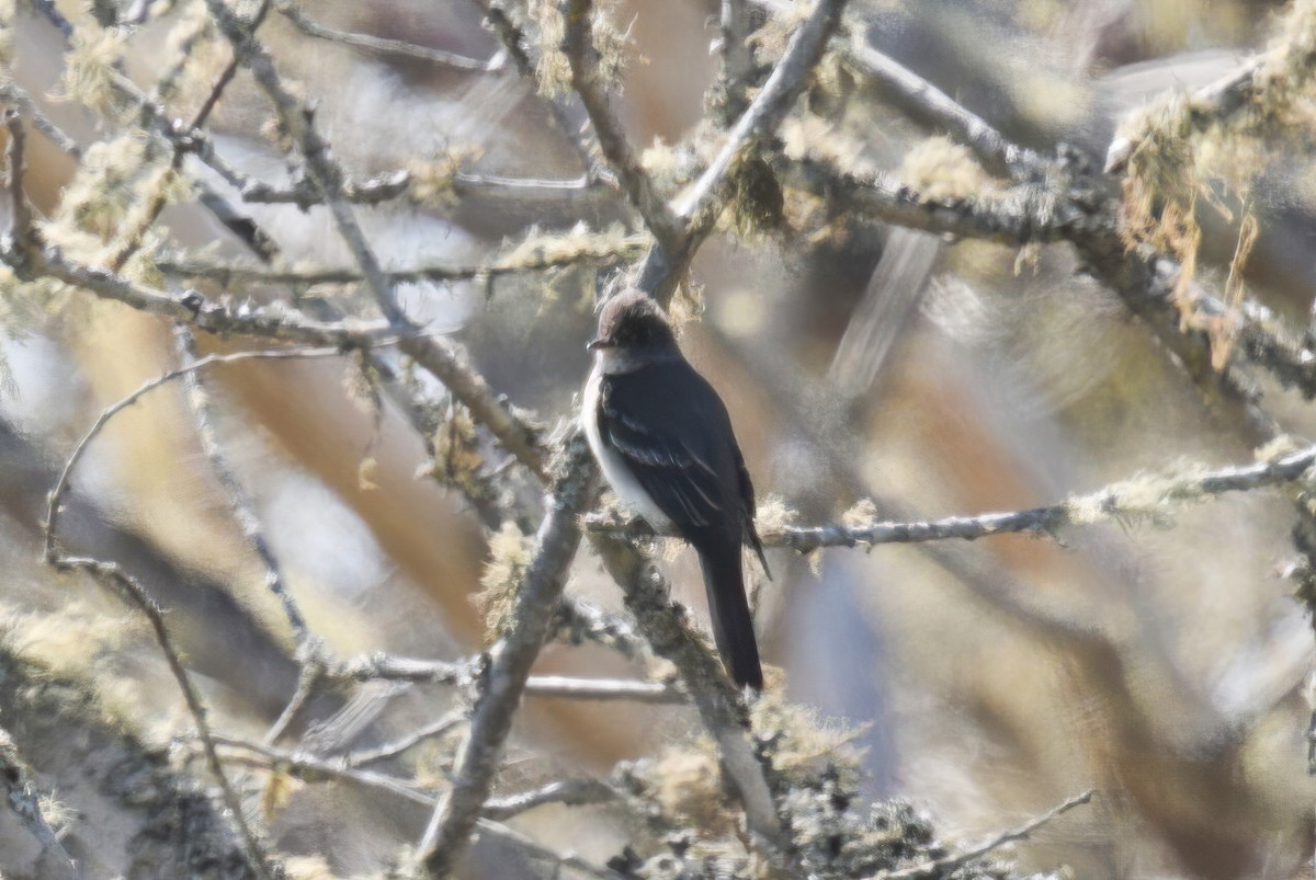 Eastern Wood-Pewee - ML620328291