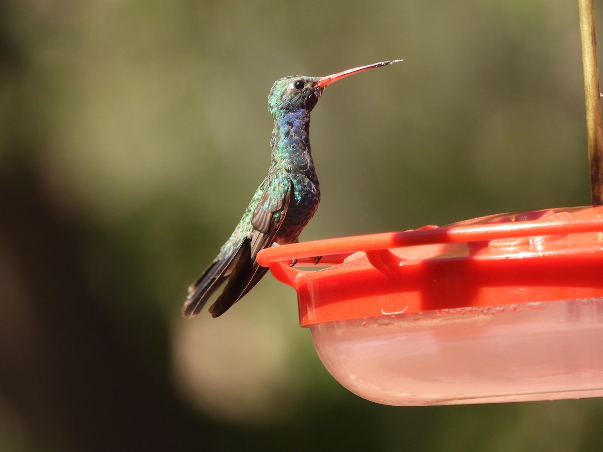 Broad-billed Hummingbird - ML620328298