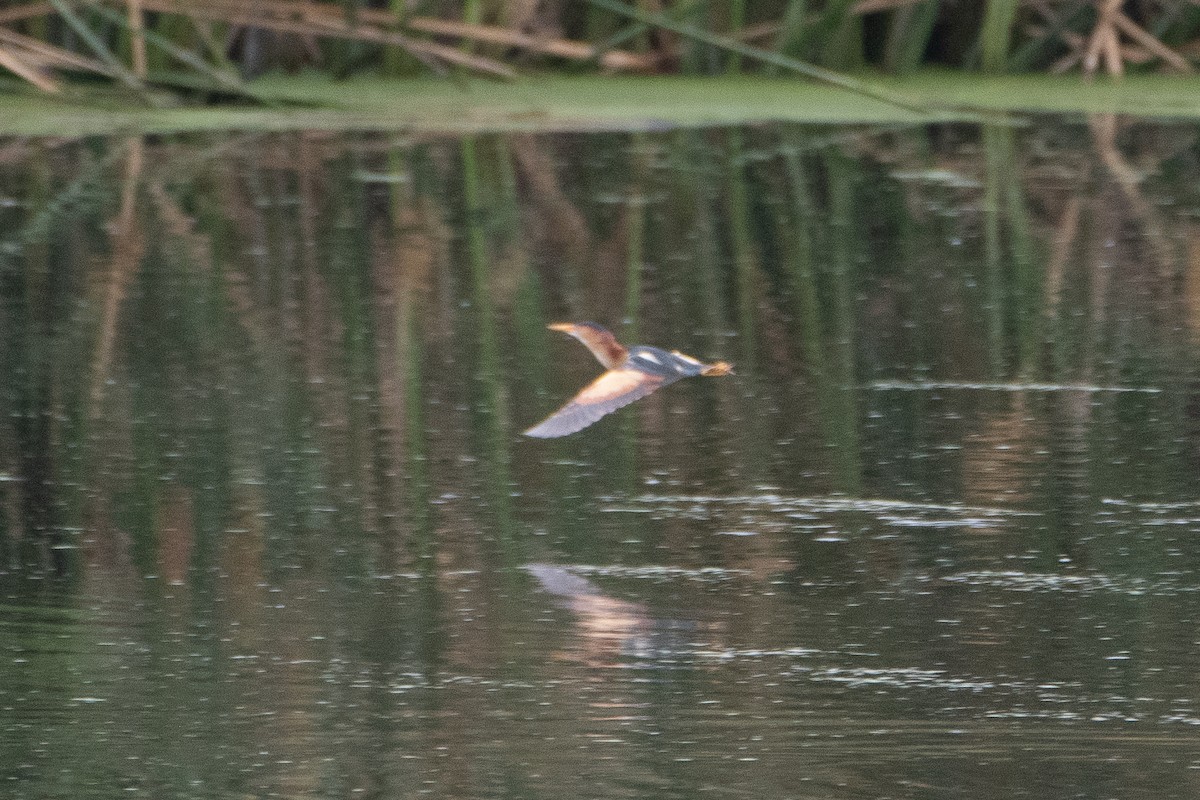 Least Bittern - ML620328304