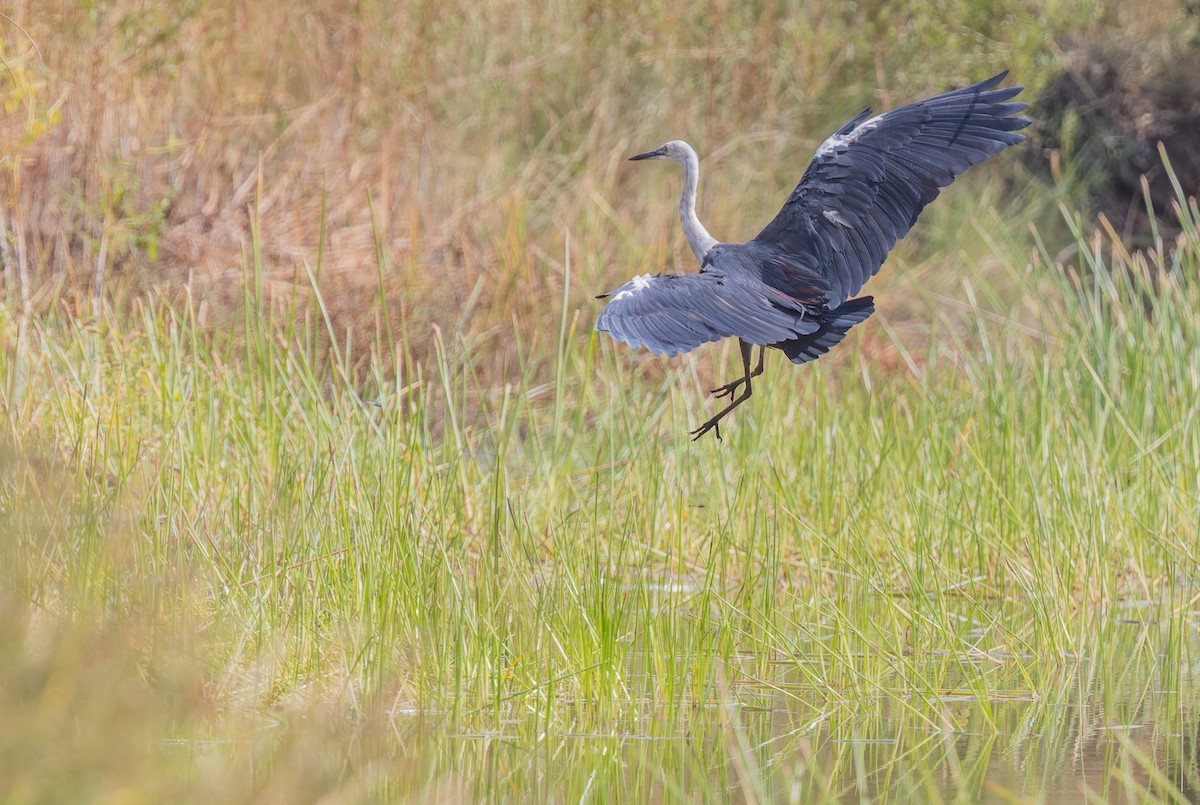 Pacific Heron - ML620328310