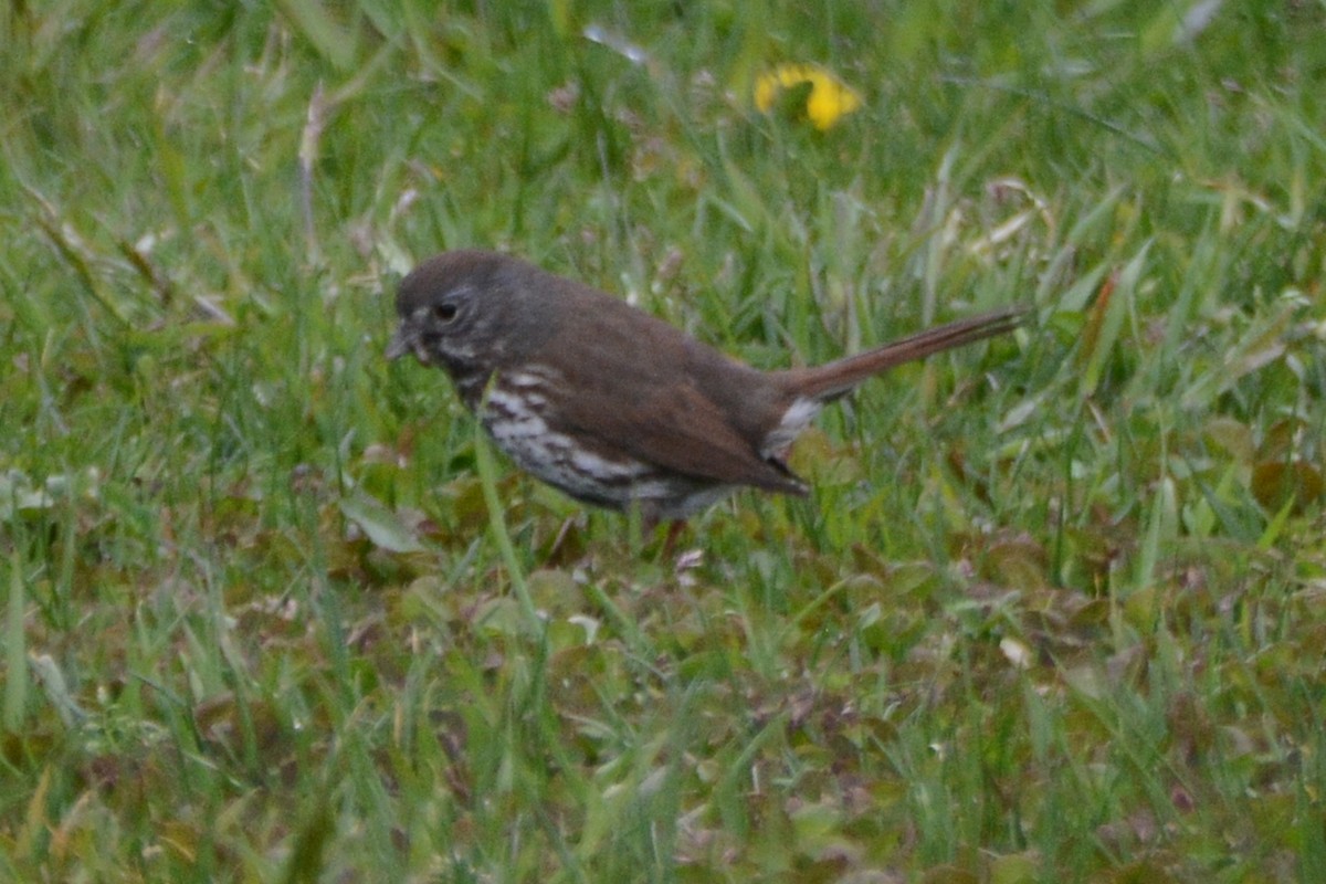 Fox Sparrow - ML620328311