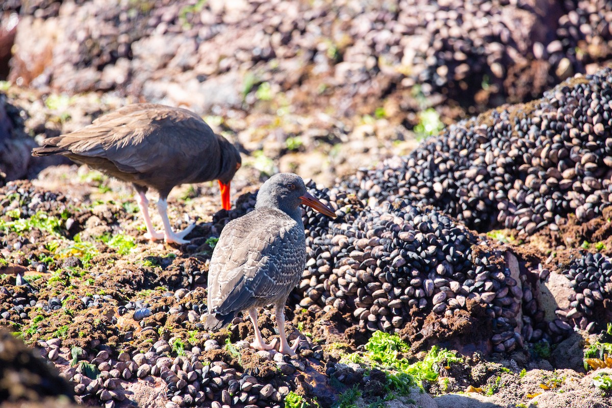 Blackish Oystercatcher - ML620328312