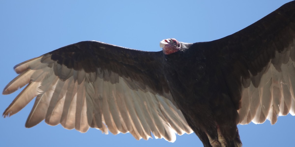 Turkey Vulture (Northern) - ML620328313