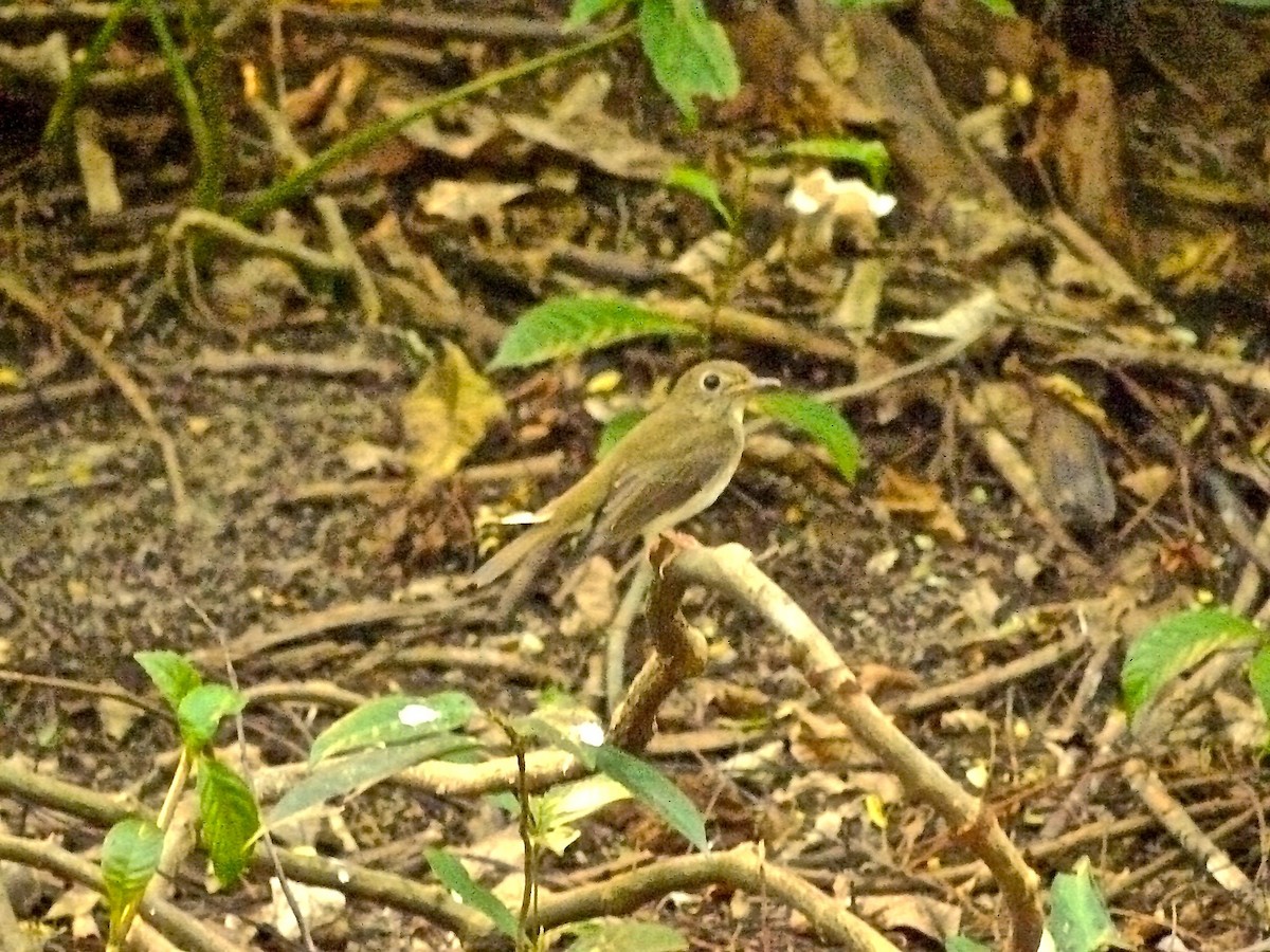 Brown-chested Jungle Flycatcher - Anonymous