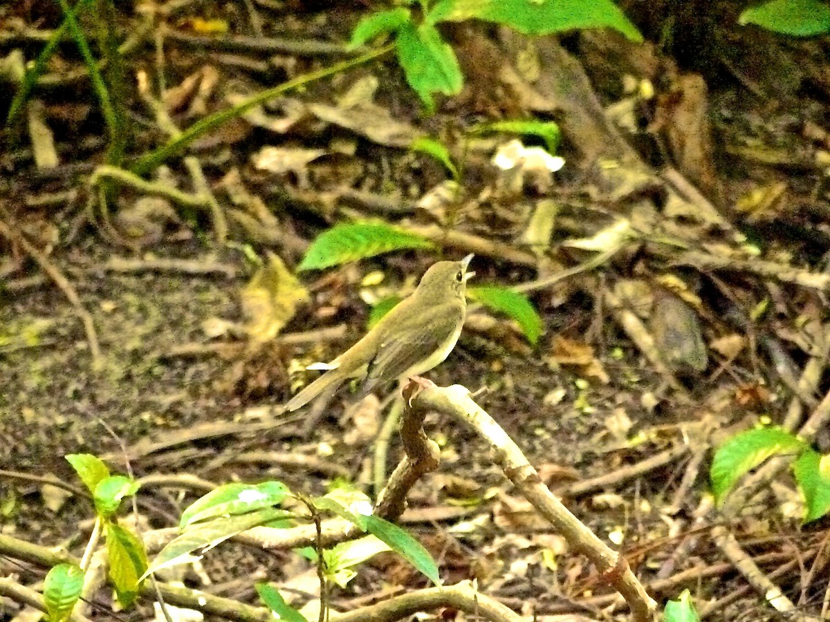 Brown-chested Jungle Flycatcher - ML620328319