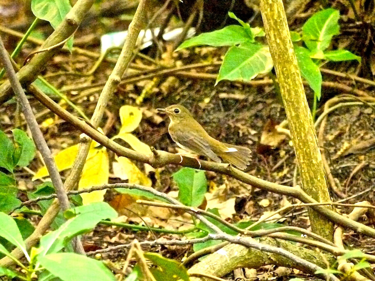 Brown-chested Jungle Flycatcher - ML620328321