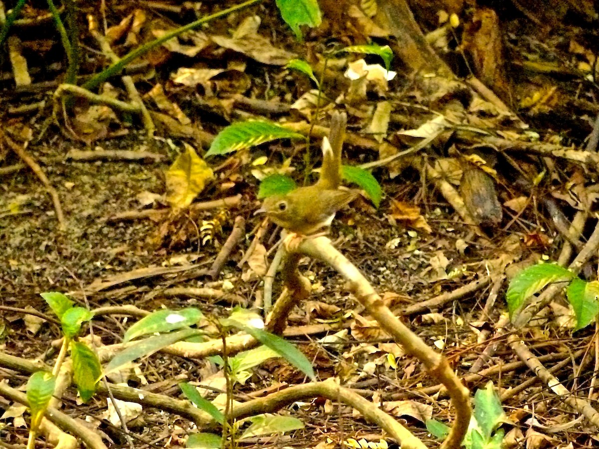 Brown-chested Jungle Flycatcher - ML620328322