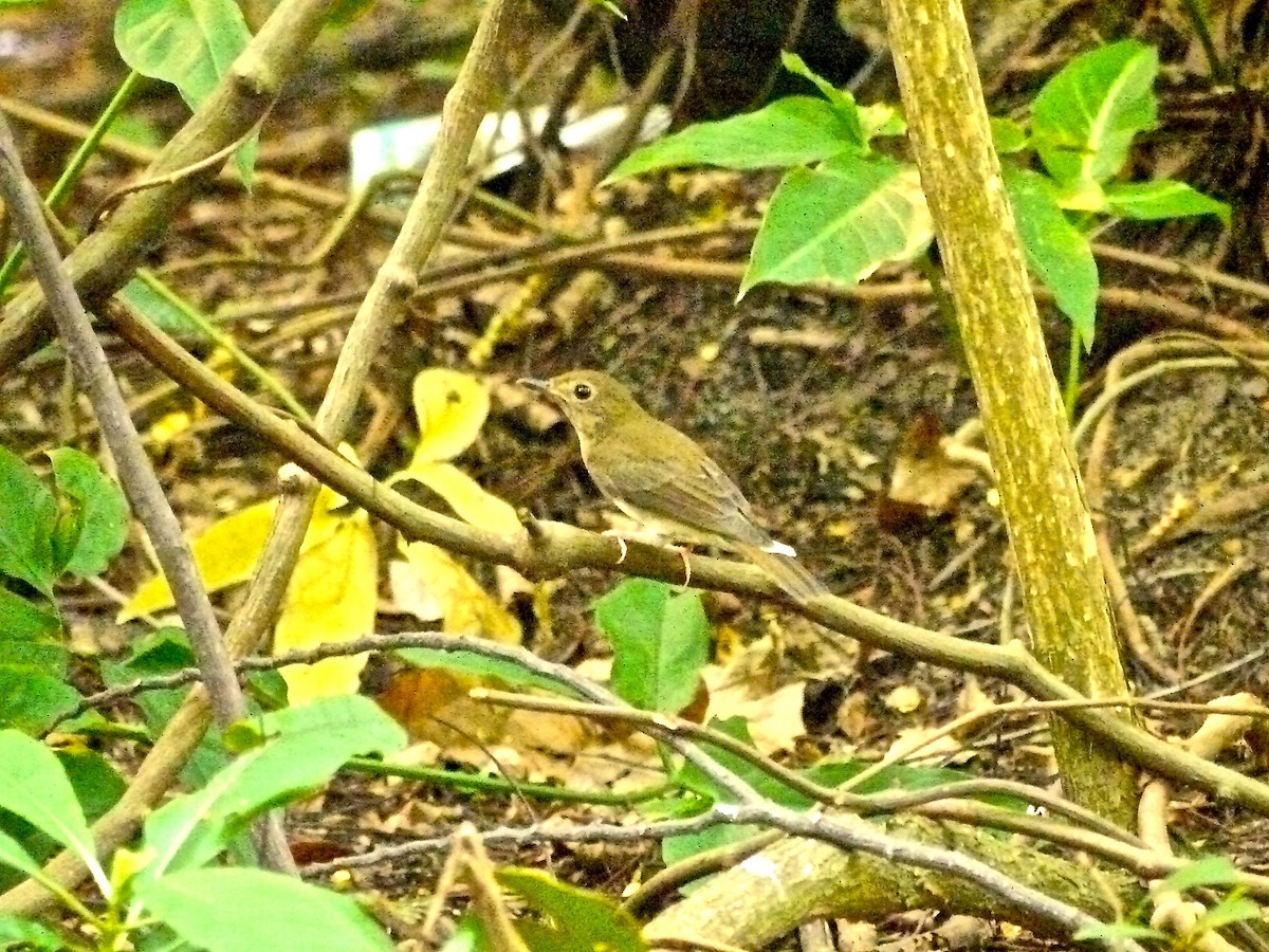 Brown-chested Jungle Flycatcher - ML620328323