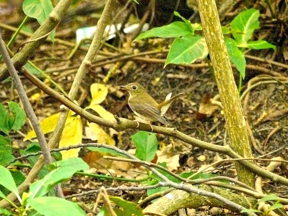 Brown-chested Jungle Flycatcher - ML620328324