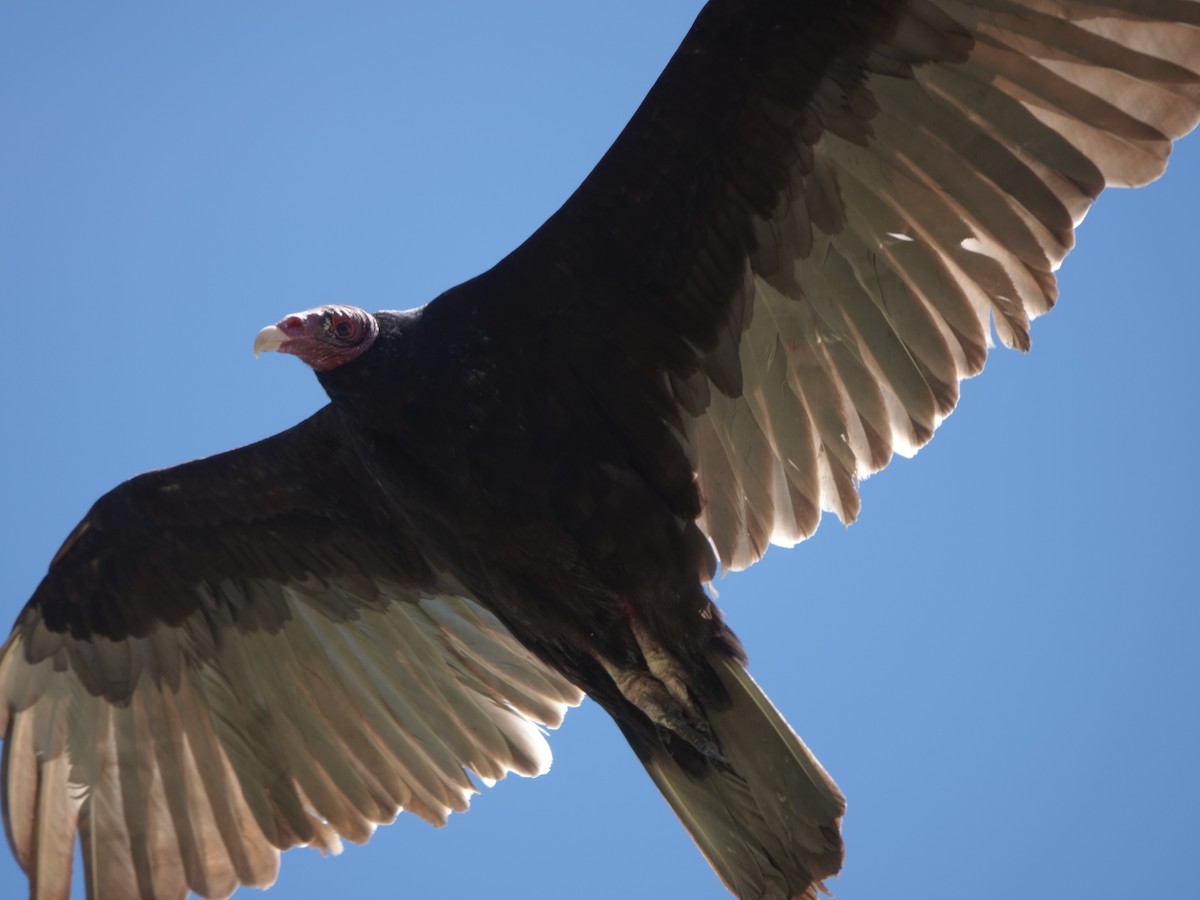 Turkey Vulture (Northern) - Kirsti Aamodt