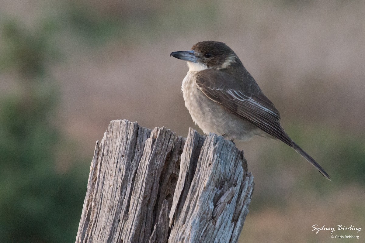 Gray Butcherbird - ML620328328