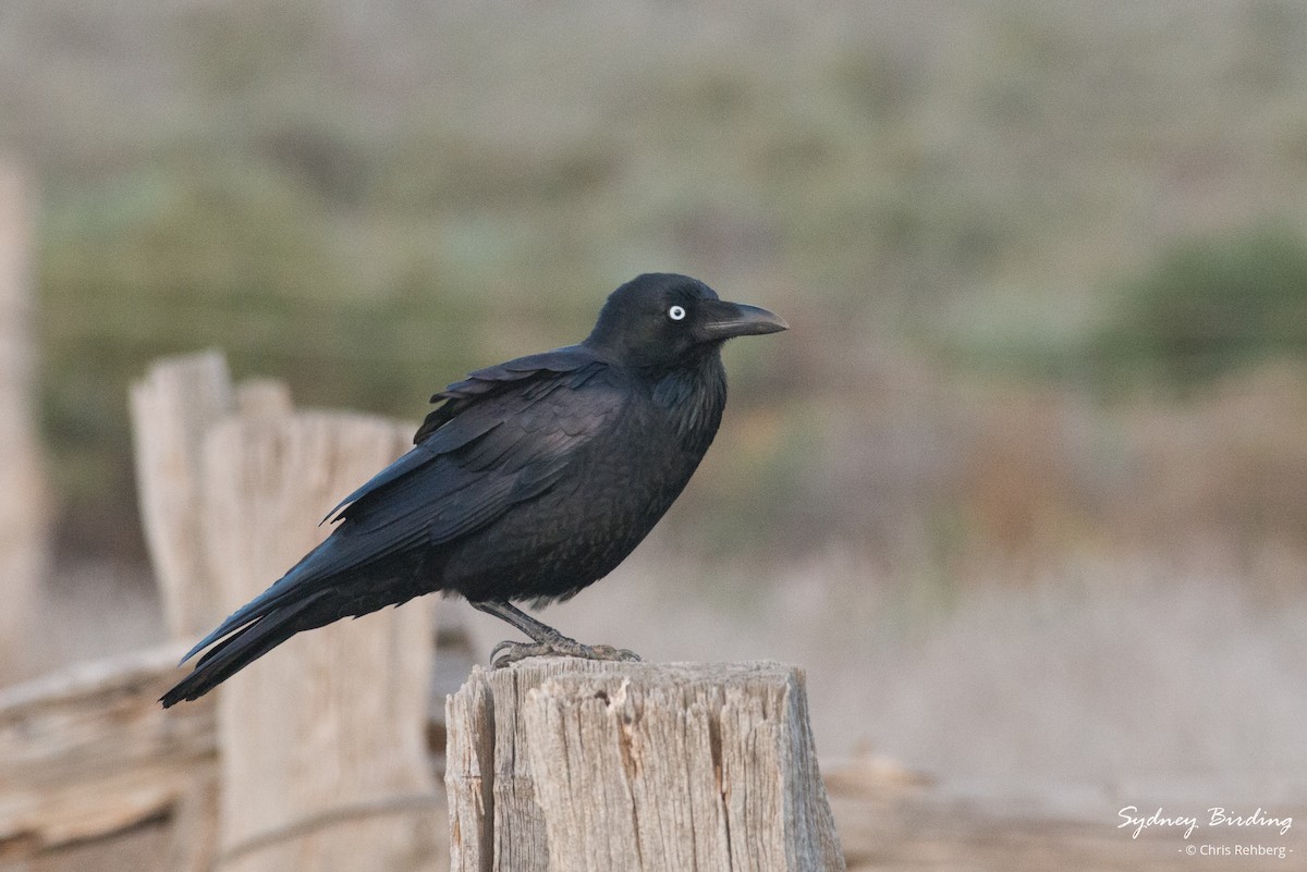 Corbeau d'Australie - ML620328329