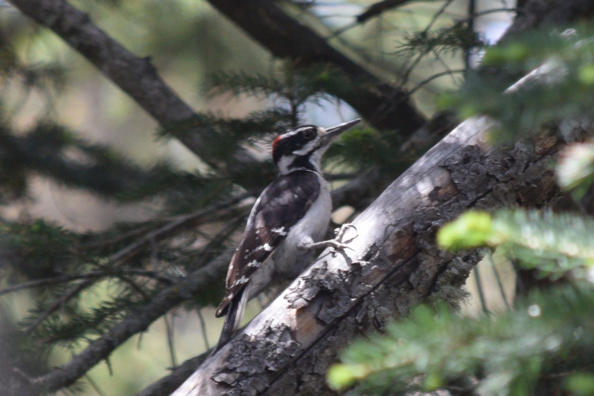 Hairy Woodpecker (Rocky Mts.) - ML620328331