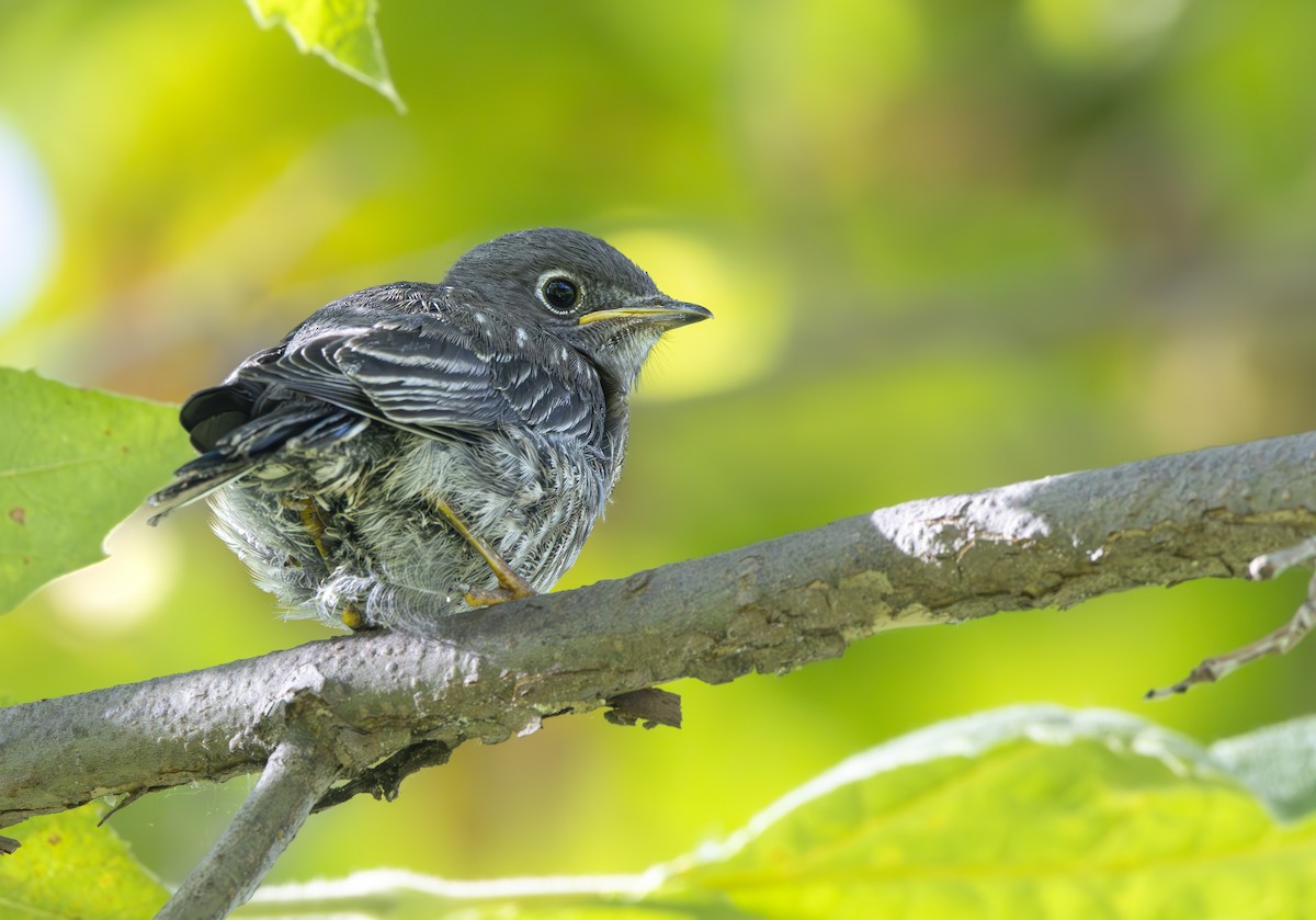 Western Bluebird - ML620328333