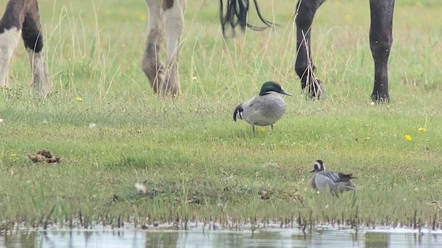 Falcated Duck - ML620328337