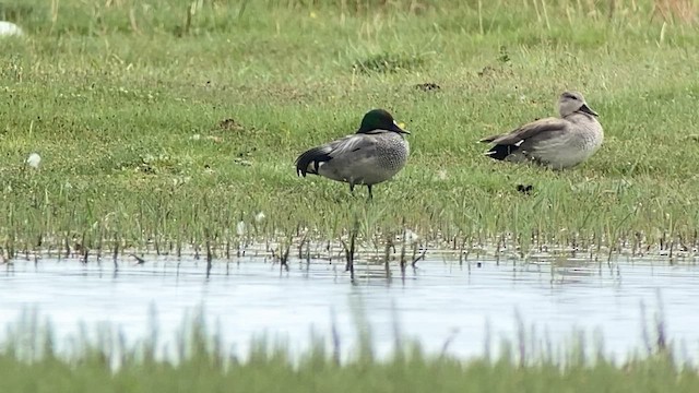 Falcated Duck - ML620328338