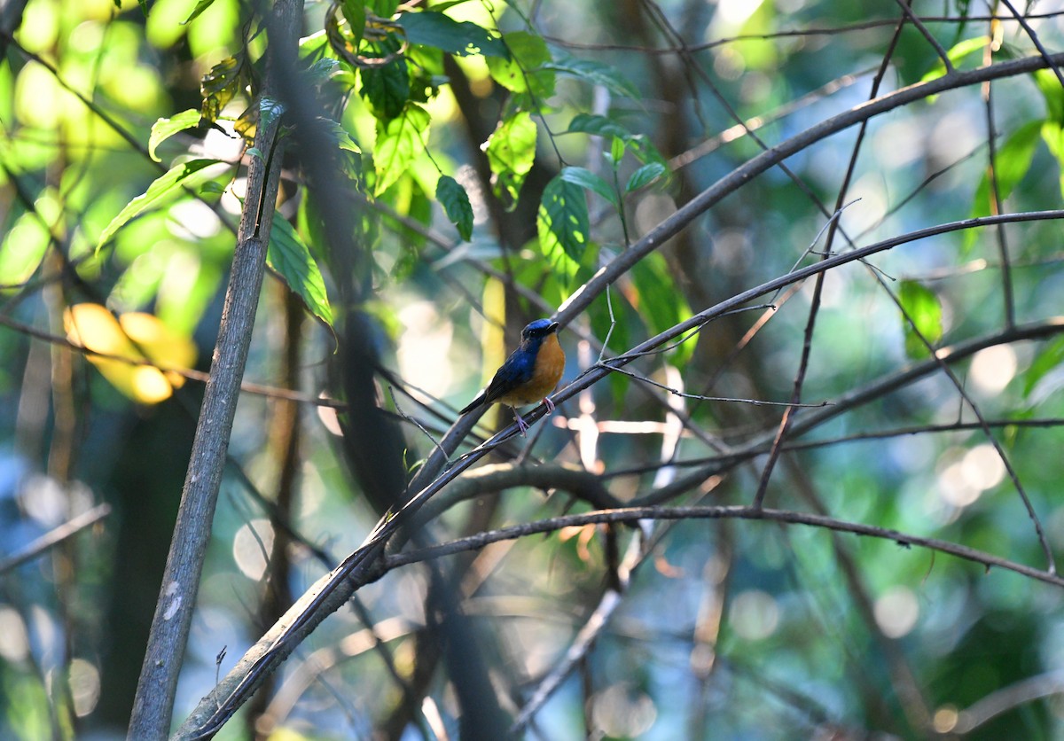 Large Blue Flycatcher - ML620328341