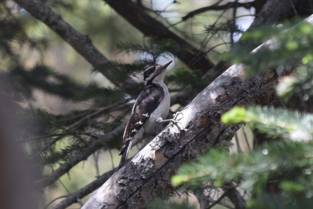 Hairy Woodpecker (Rocky Mts.) - ML620328344