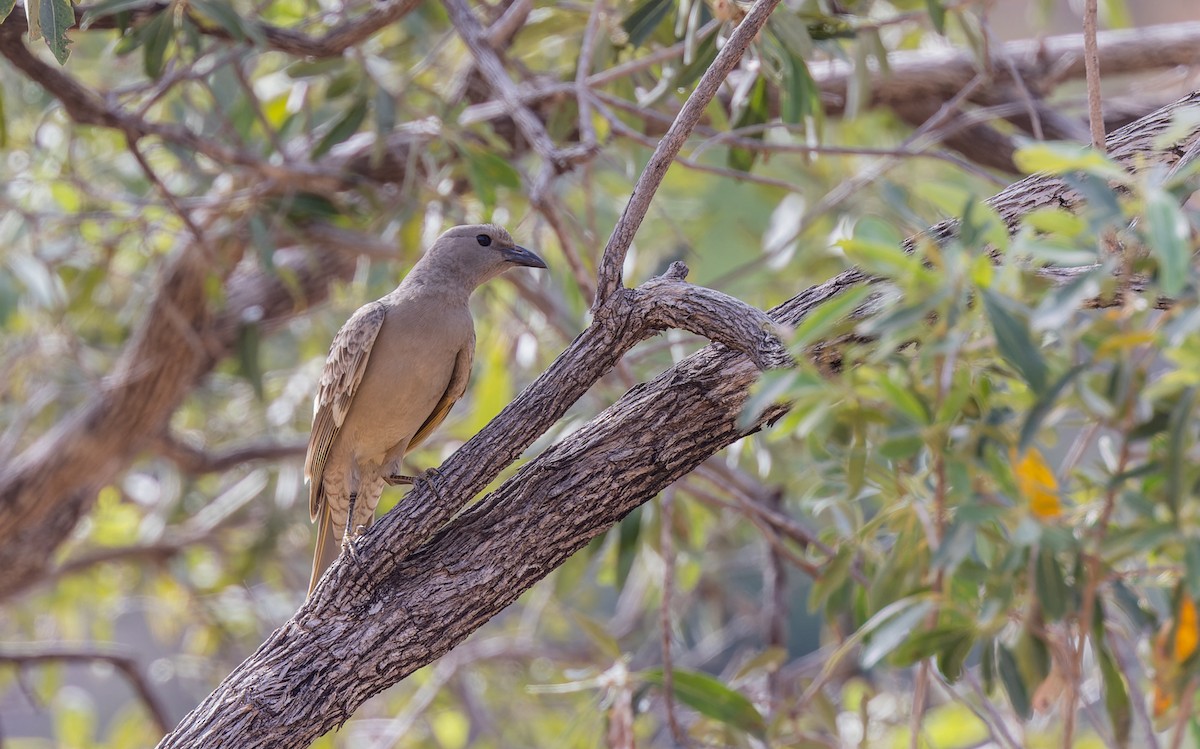 Great Bowerbird - ML620328345