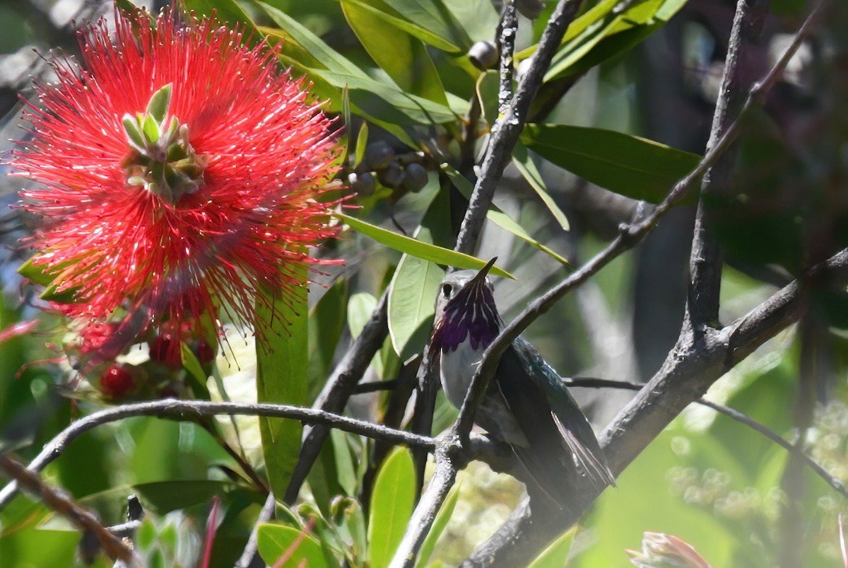Calliope Hummingbird - ML620328346