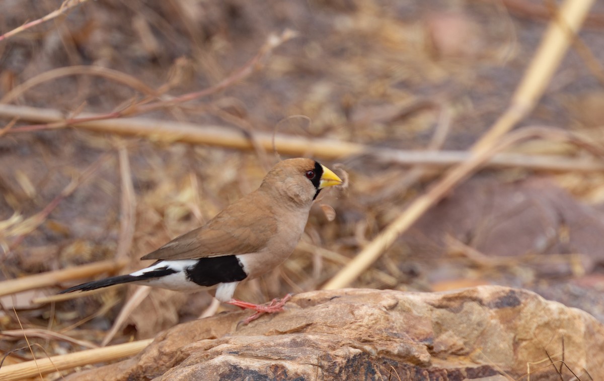 Masked Finch - ML620328350