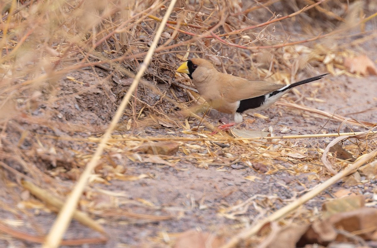 Masked Finch - ML620328351