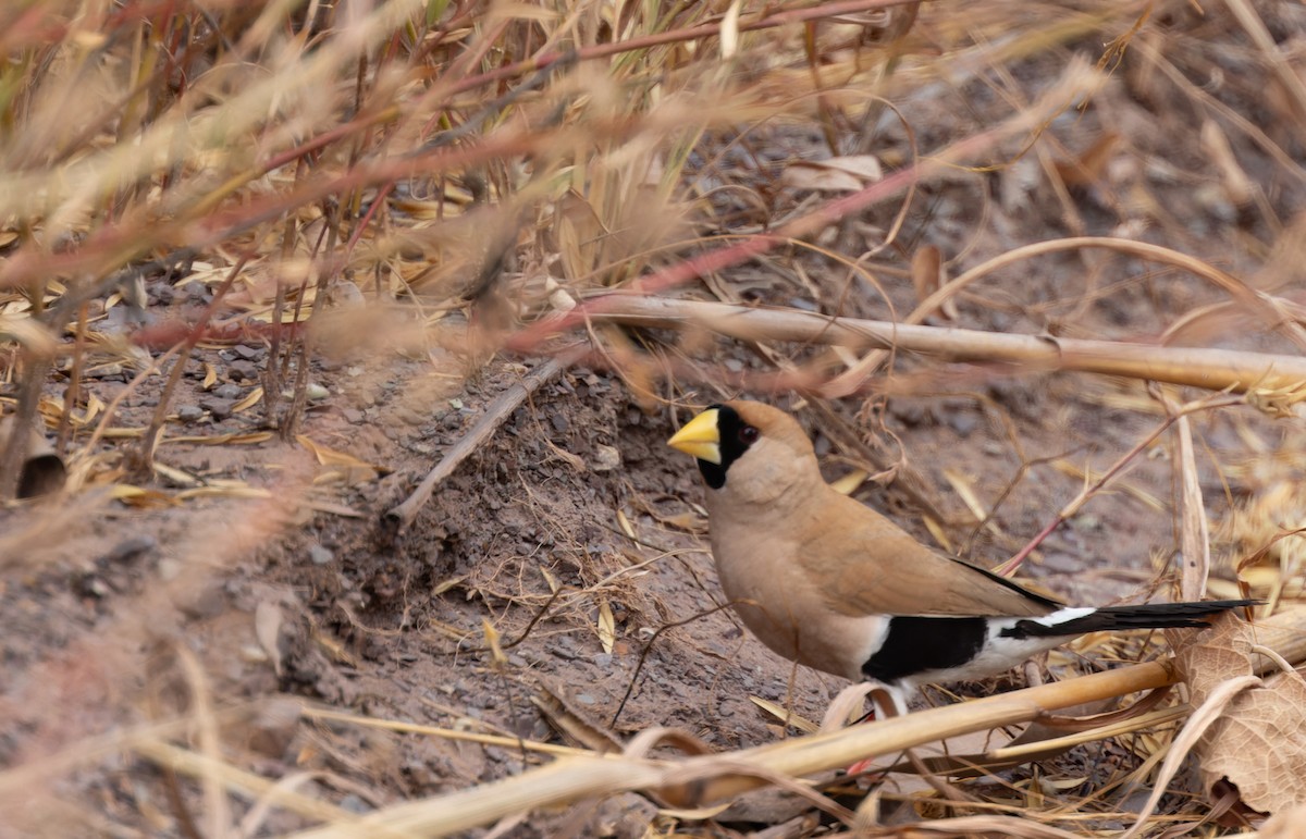 Masked Finch - ML620328352