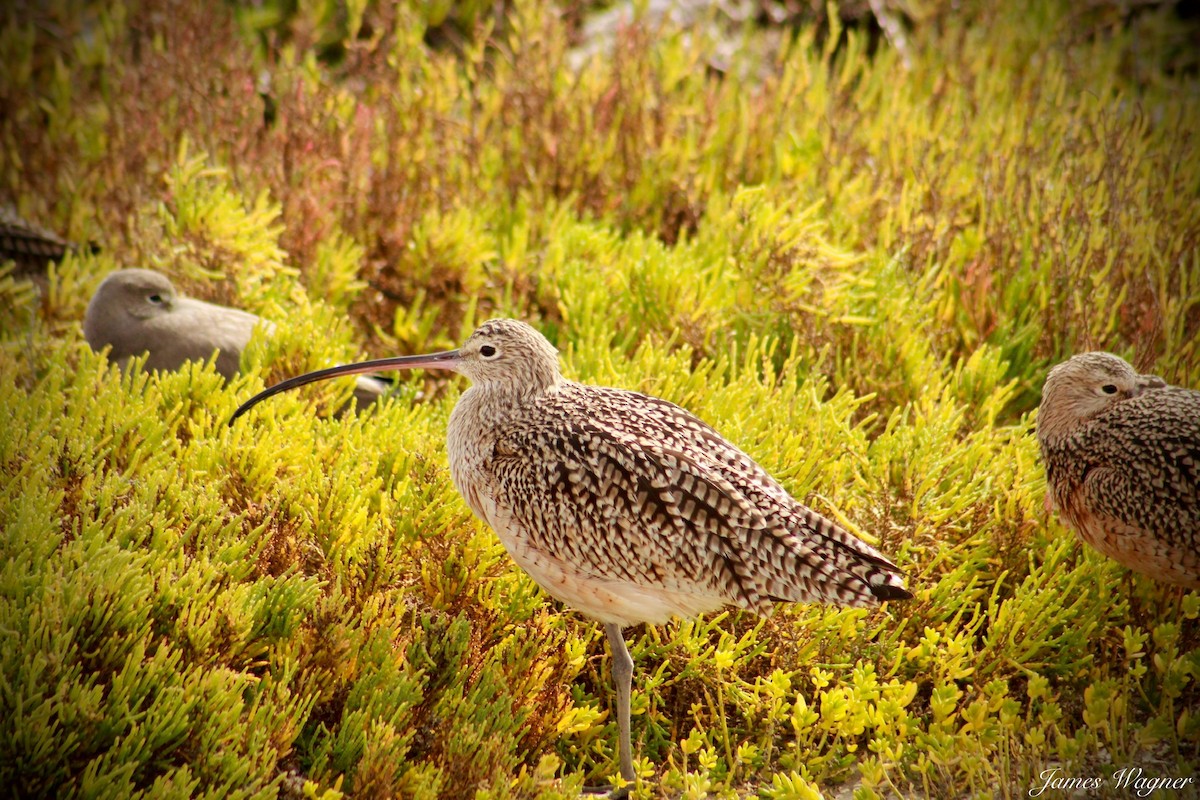 Long-billed Curlew - ML620328371