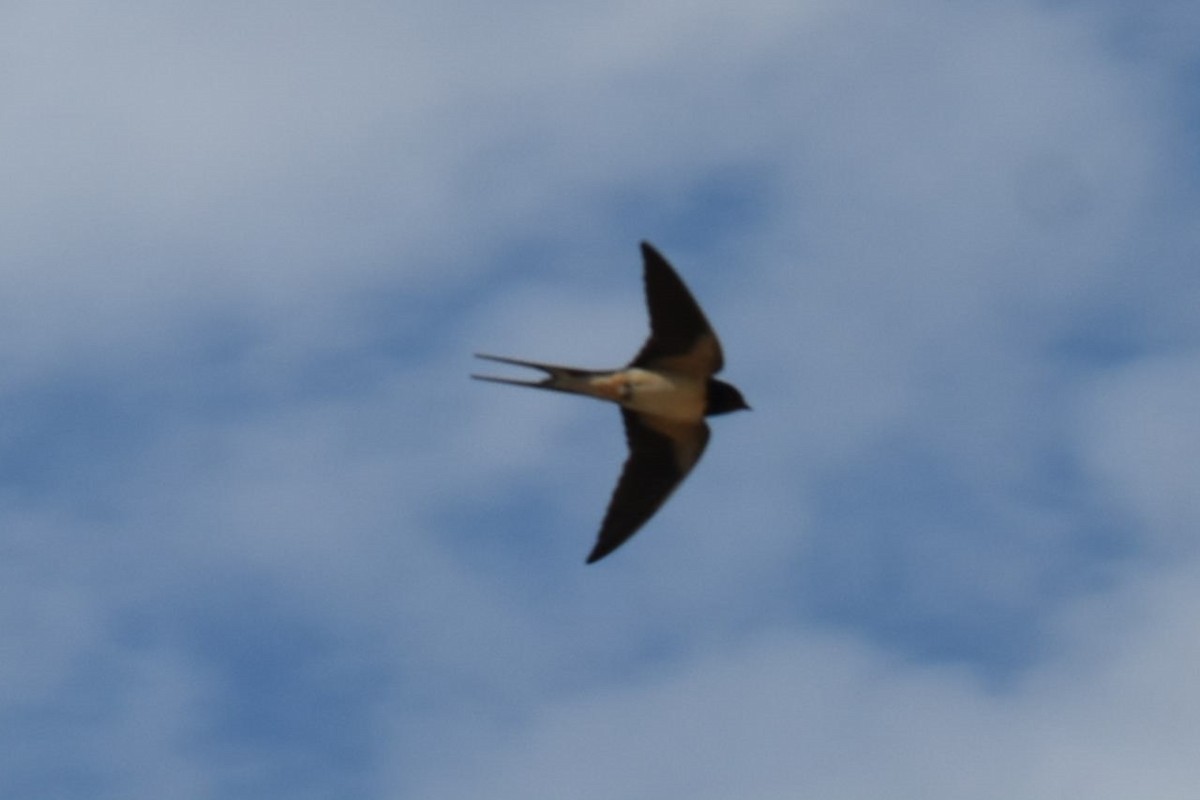 Barn Swallow (White-bellied) - ML620328372