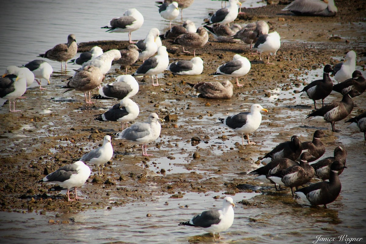 Goéland arctique (thayeri) - ML620328378