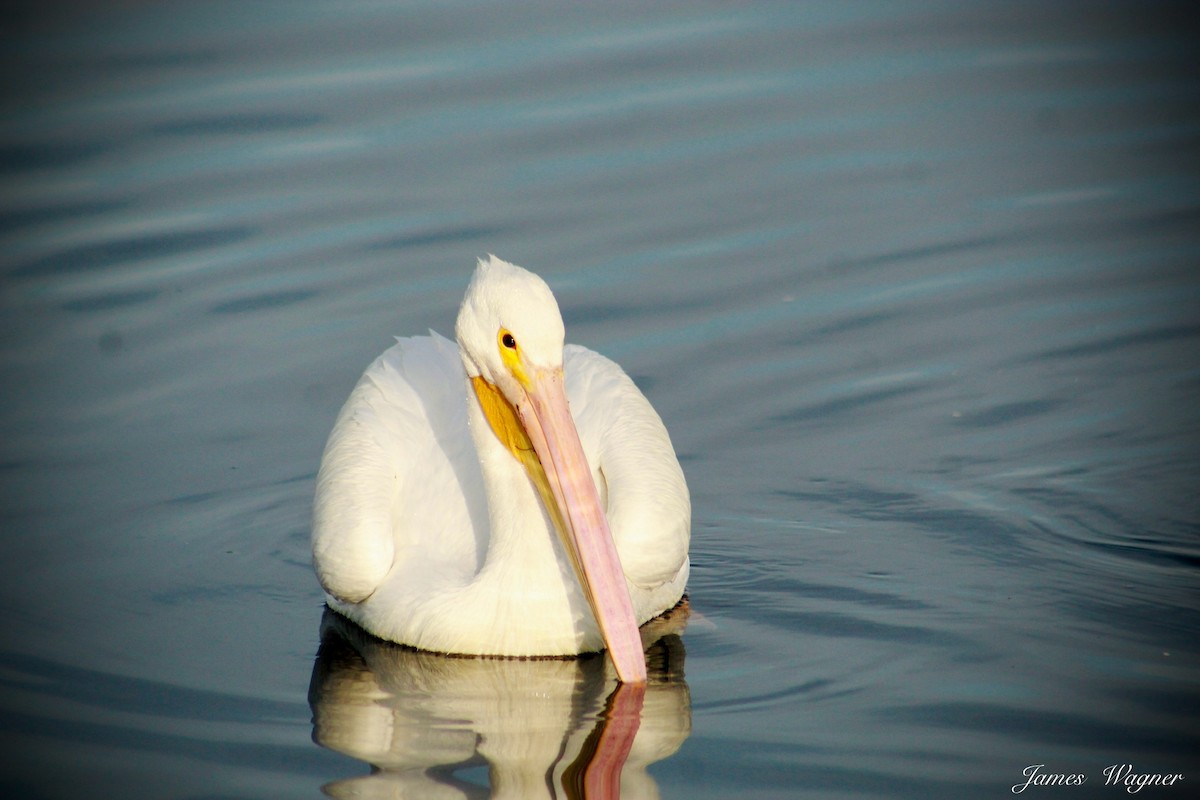 American White Pelican - James Wagner