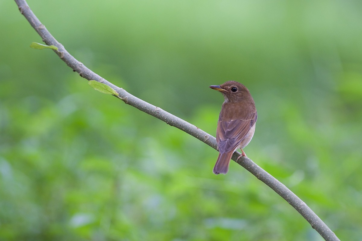 Brown-chested Jungle Flycatcher - ML620328393