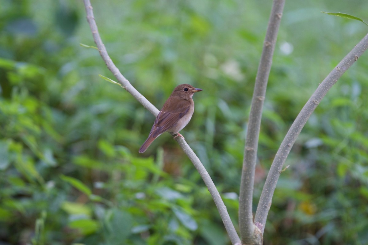Brown-chested Jungle Flycatcher - ML620328396
