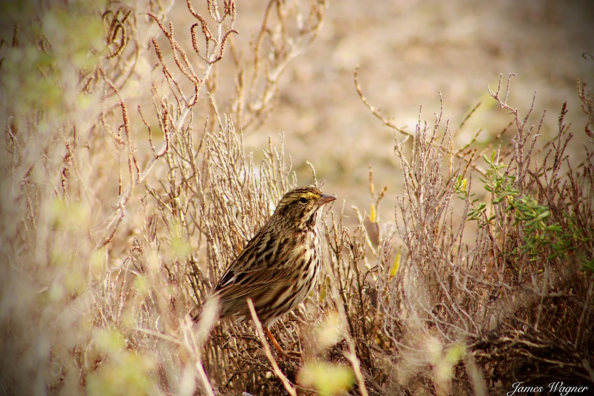 Savannah Sparrow (Belding's) - ML620328398