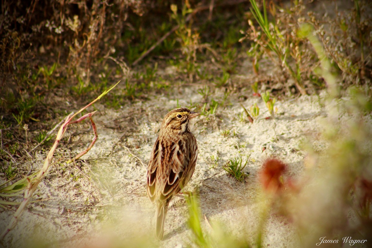 Savannah Sparrow (Belding's) - ML620328399