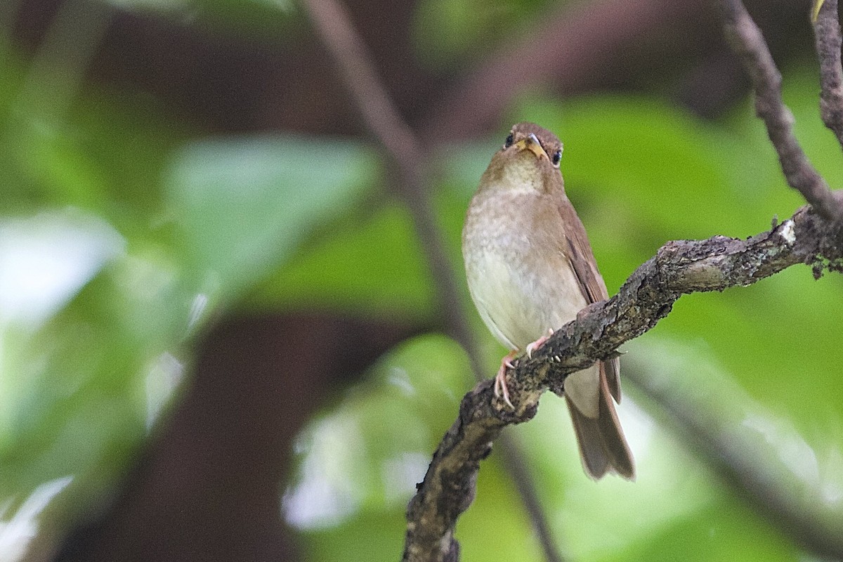 Brown-chested Jungle Flycatcher - ML620328403